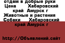  отдам в добрые руки › Цена ­ 1 - Хабаровский край, Амурск г. Животные и растения » Собаки   . Хабаровский край,Амурск г.